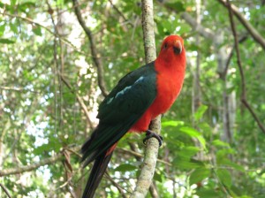 King Parrot, Lamington NP, Queenslands