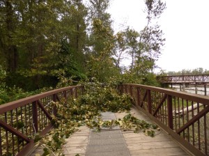 Tree down along the river trail