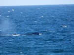 Spectacular to see 30+ whales play in the ocean